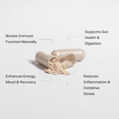 Chaga mushroom supplement for immune support and antioxidant wellness.